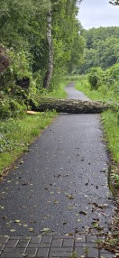 Foto: umgestüzter Baum am Treidelweg 